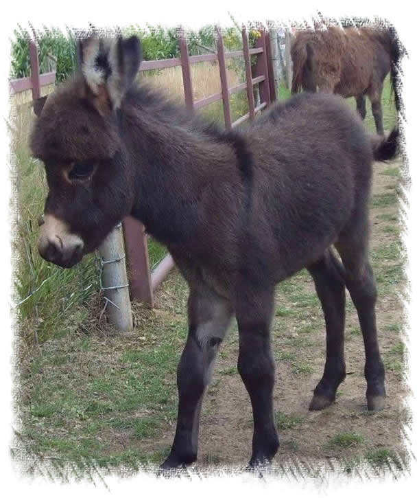 Miniature Mediterannean Donkeys For Sale Foal Benson